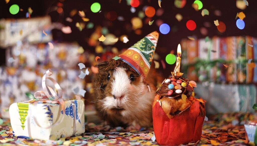 guinea pig, happy birthday, animal-1969698.jpg