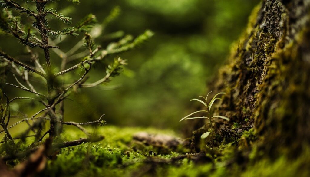 moss, forest, nature-6649862.jpg