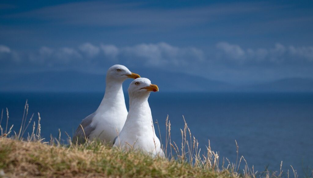 seagulls, birds, nature-6690361.jpg