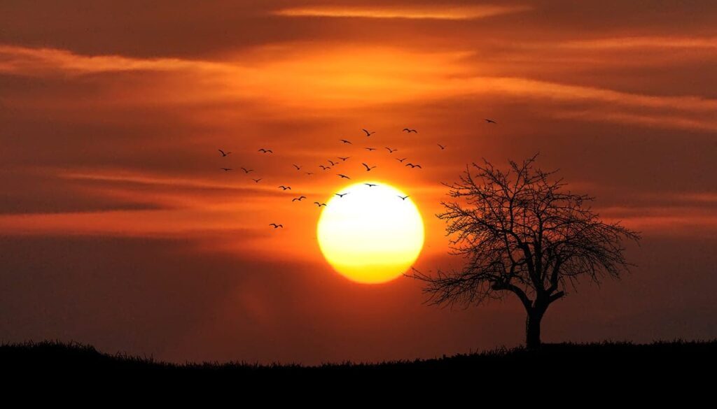 sunset, tree, silhouettes-742744.jpg