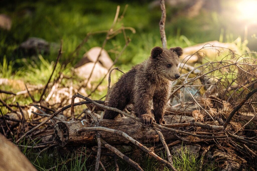 5 Best Wildlife Photography Tips For  Beginners