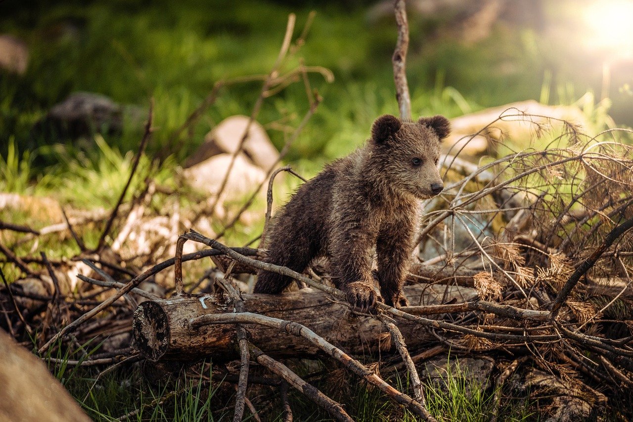 5 Best Wildlife Photography Tips For Beginners