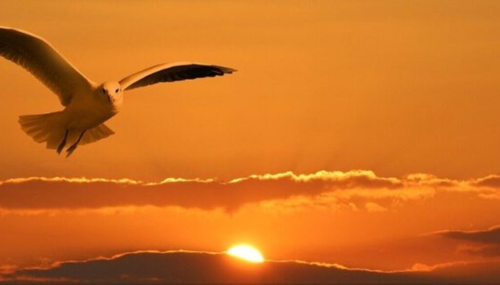 gull, flying, sunset-1090835.jpg