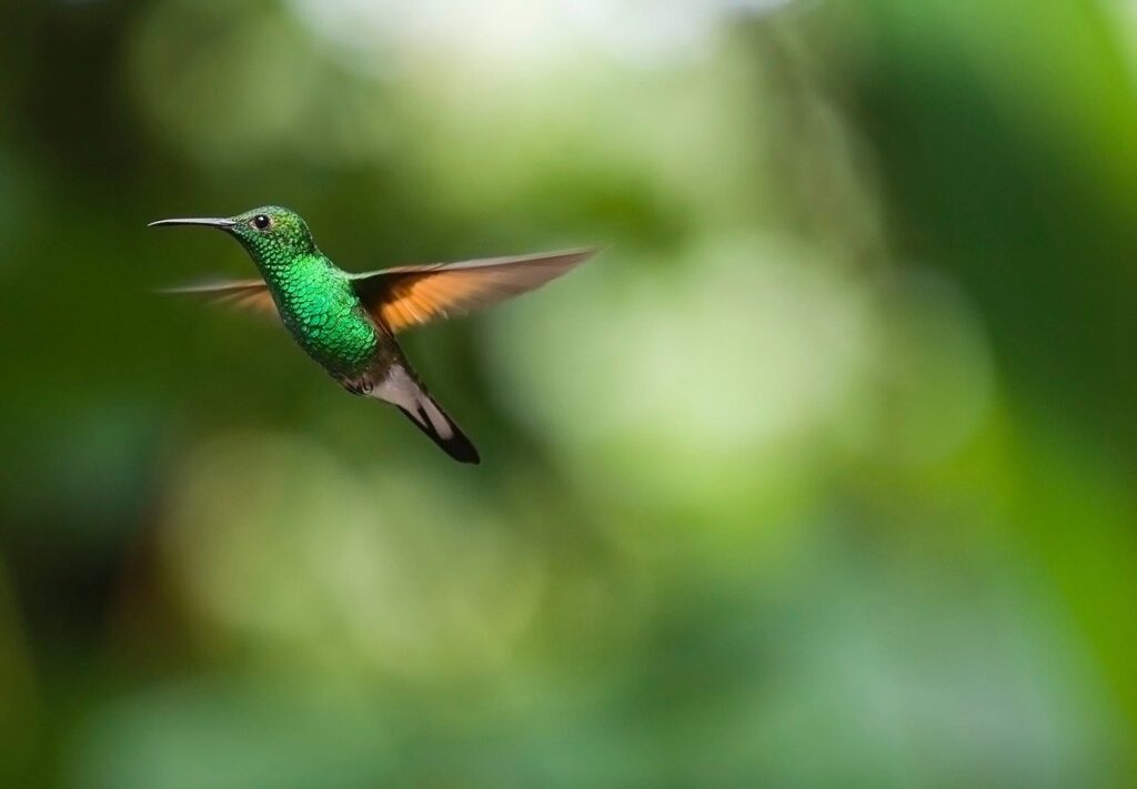 10 Photographic Tips for Beautiful Images of Birds