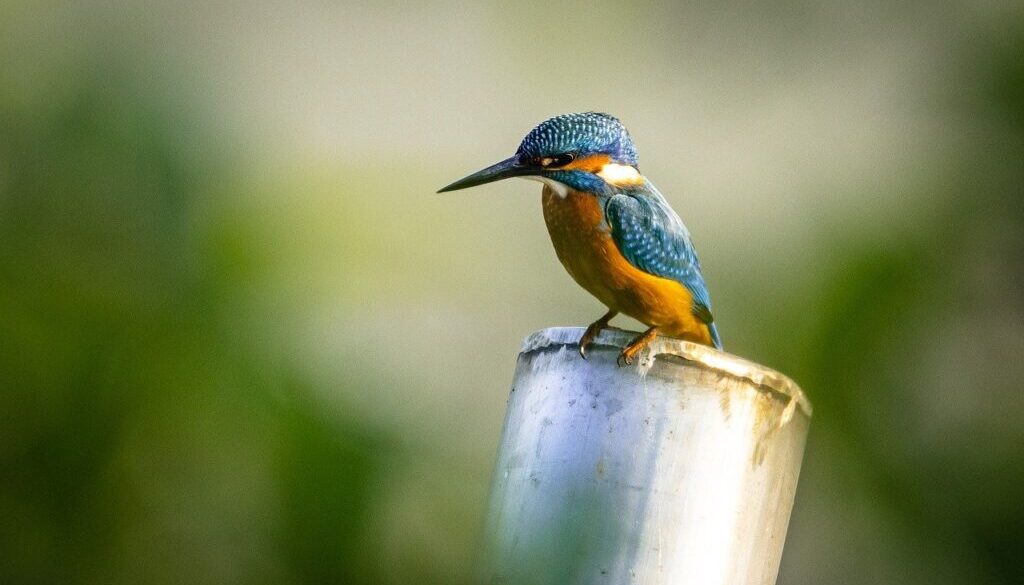 kingfisher, bird, perched-6562537.jpg