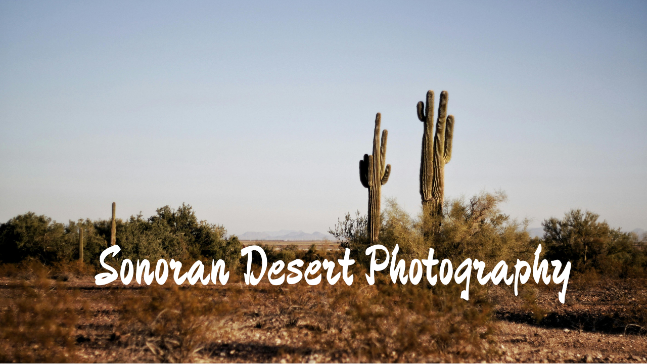 Photography Guide to the Sonoran Desert