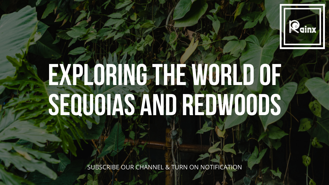 Exploring the World of Sequoias and Redwoods