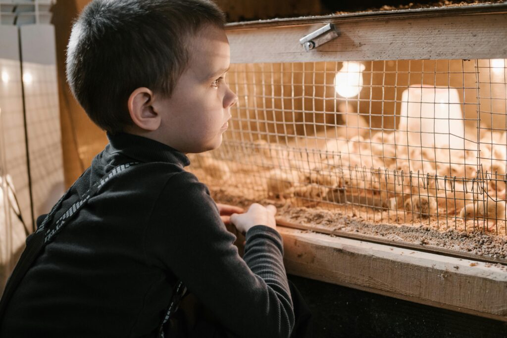 Barnyard photoshoot is one of the top quarantine photoshoot ideas you can try at home with your toy chickens