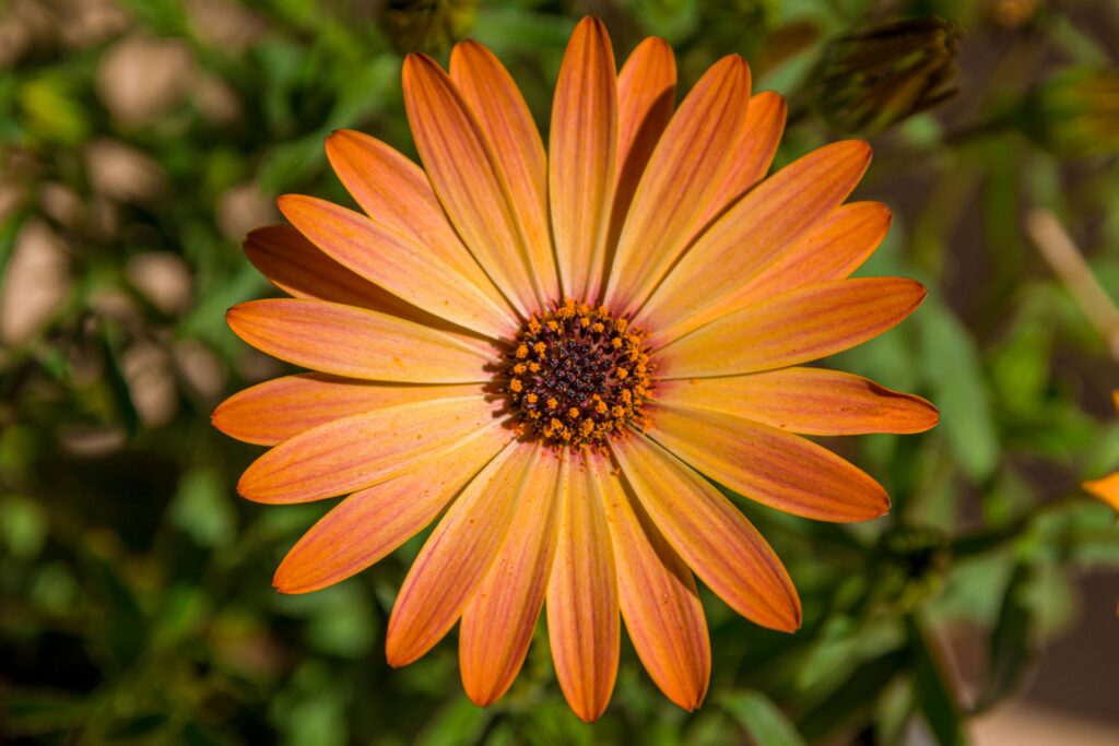 Embrace the beauty of nature's symmetry through macro photography of a flower's captivating petals.