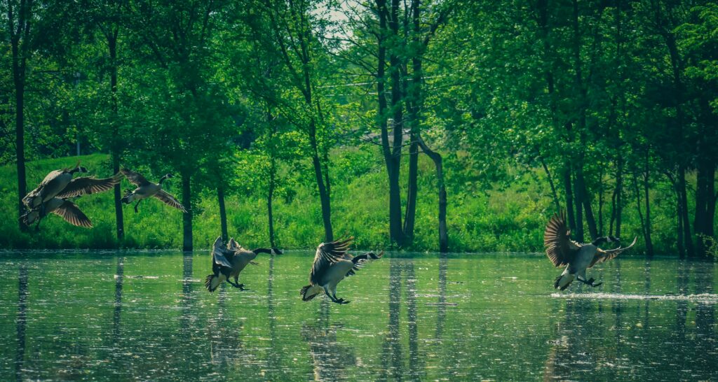 Photographing a flock of birds flying in perfect formation near the river, with their wings spread symmetrically